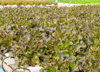 Close-up of plants growing on field