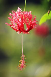 Close-up of red flowering plant