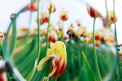 Close-up of yellow tulip