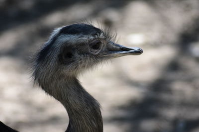 Close-up of a bird looking away