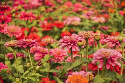 Close-up of pink flowering plants on field