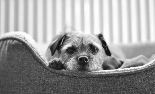 Close-up of a dog resting