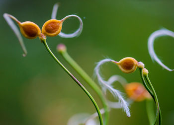 Close-up of flowering plant