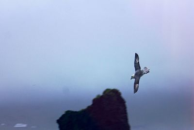 Low angle view of birds flying in sky