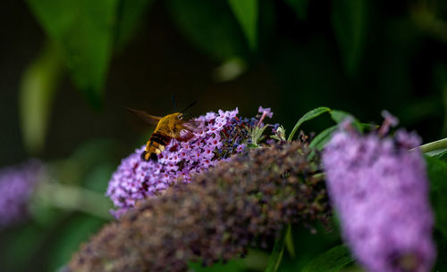 Close-up of butterfly pollinating on purple flower