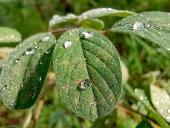 Close-up of raindrops on leaves
