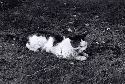 Cat lying on grass