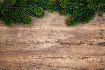 High angle view of fir branches on table
