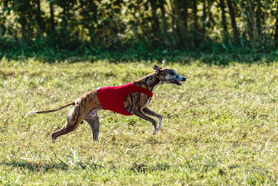 Whippet dog running in a red jacket on coursing green field