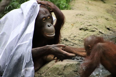 Orang utan family