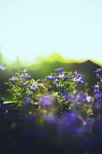 Low angle view of purple flowers on plant