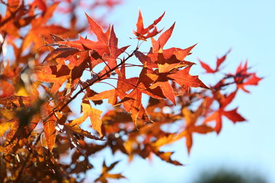 Low angle view of maple leaves on tree against sky