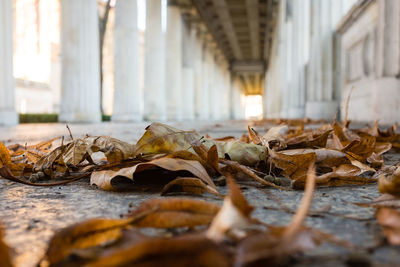 Surface level of fallen leaves