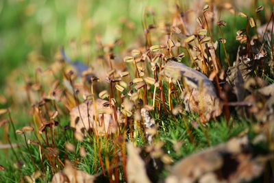 Close-up of flowering plants on field