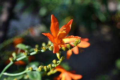 Close-up of orange flower