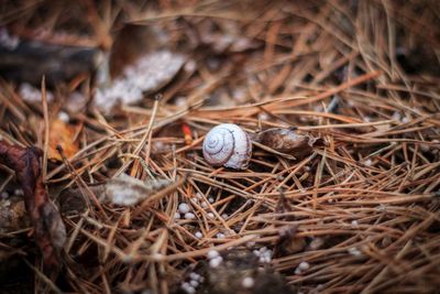 Close-up of snail on dry leaf