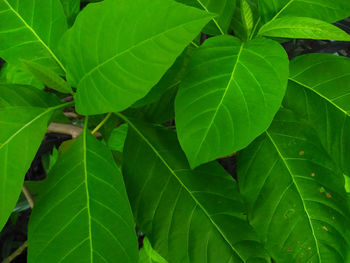 Full frame shot of green leaves