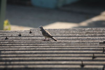 Close-up of bird perching on wood