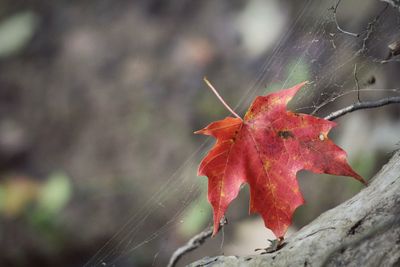 Close-up of red maple leaf during autumn