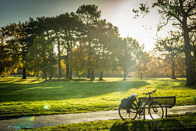 Trees in park