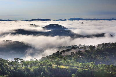 Scenic view of trees in forest against sky