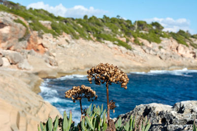 Close-up of rocks by sea