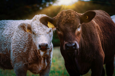 Cows standing in a field