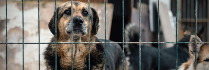 Dog in animal shelter waiting for adoption. dog behind the fences. canine behind bars. 
