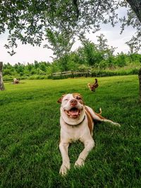 Dog sitting on field