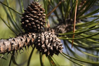 Close-up of pine cone on plant