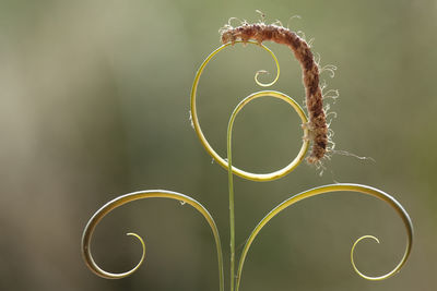 Beautiful pose of caterpillars