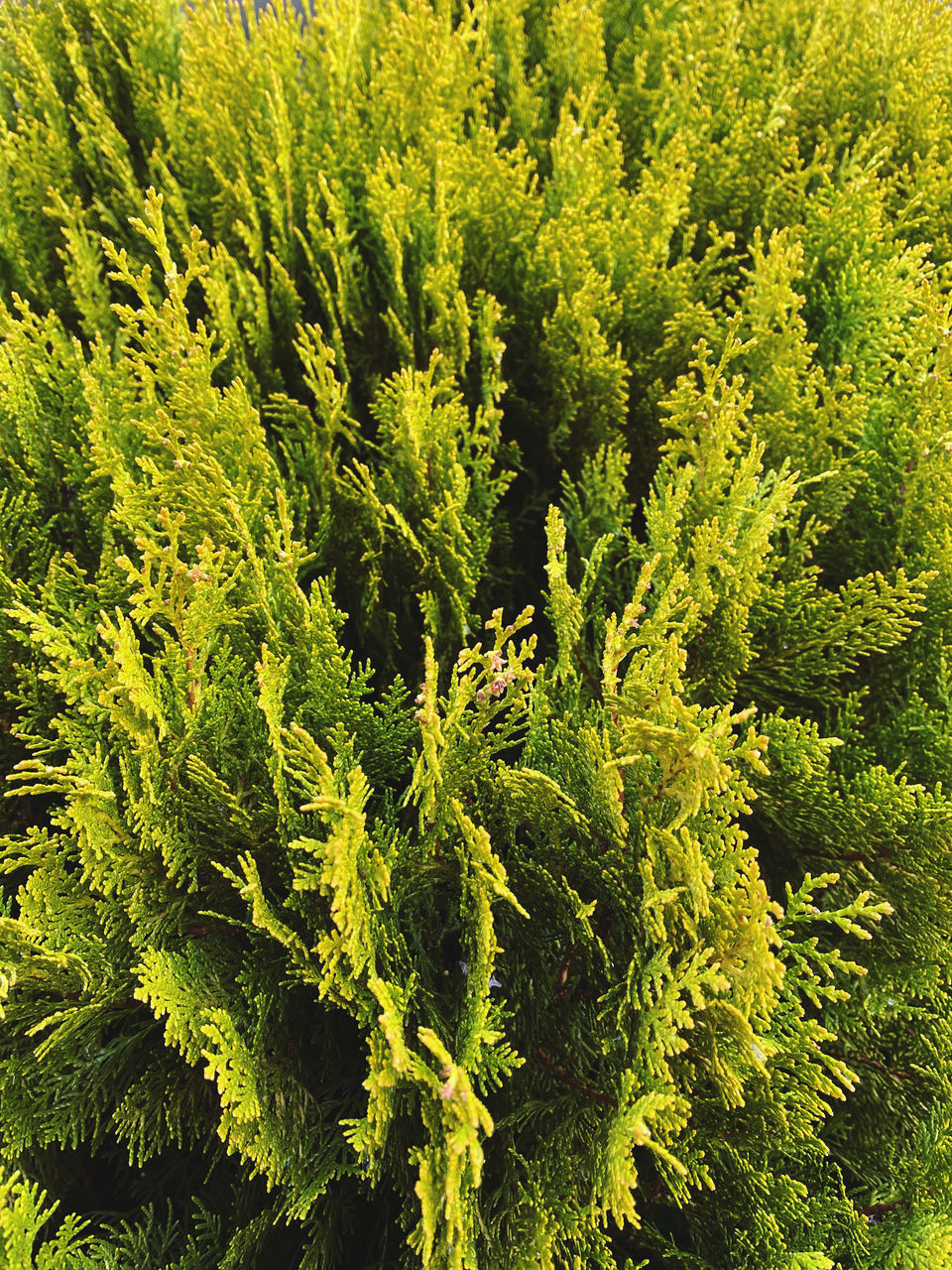 HIGH ANGLE VIEW OF FRESH GREEN PLANT