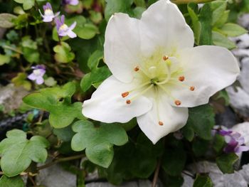 Close-up of white flowers blooming outdoors