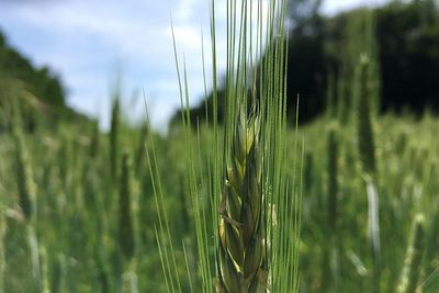 Close-up of crops growing on field against sky