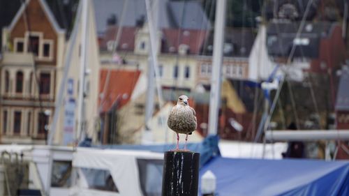 Close-up of bird perching