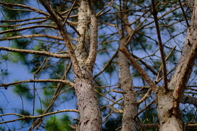 Low angle view of bare tree against sky