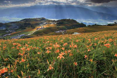 Scenic view of flowering plants on field against sky