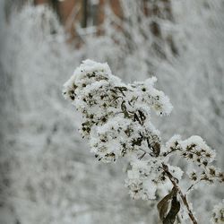 Close-up of frozen plant on land