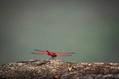 Close-up of insect on wall