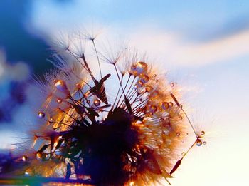 Close-up of flowers on plant against sky