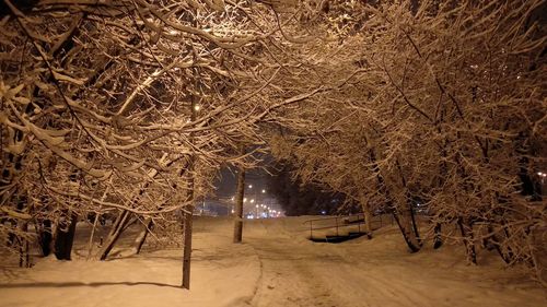 Trees on snow covered landscape at night