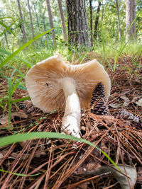 Close-up of mushroom in forest