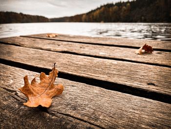 Dry maple leaf on wood by lake