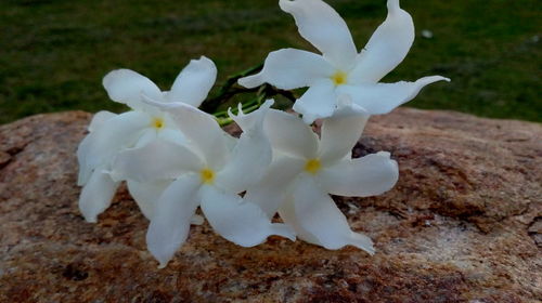 Close-up of white flowers