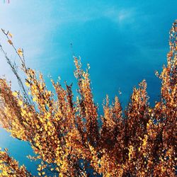 Low angle view of tree against sky