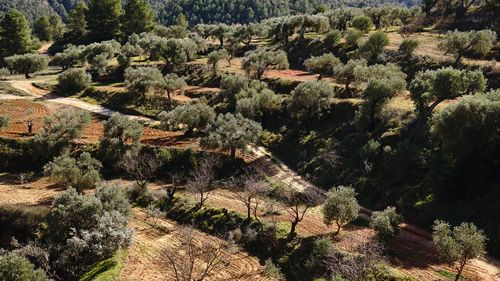 High angle view of trees