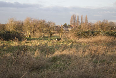 Trees on field against sky