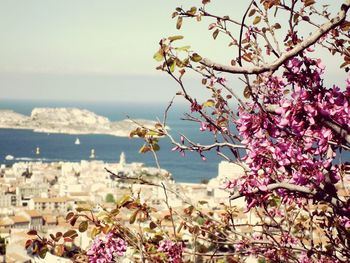 Close-up of fresh pink flowers blooming by sea against clear sky