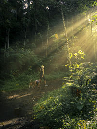 A woman walking in the forest with the dogs.