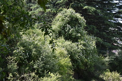 High angle view of trees in forest